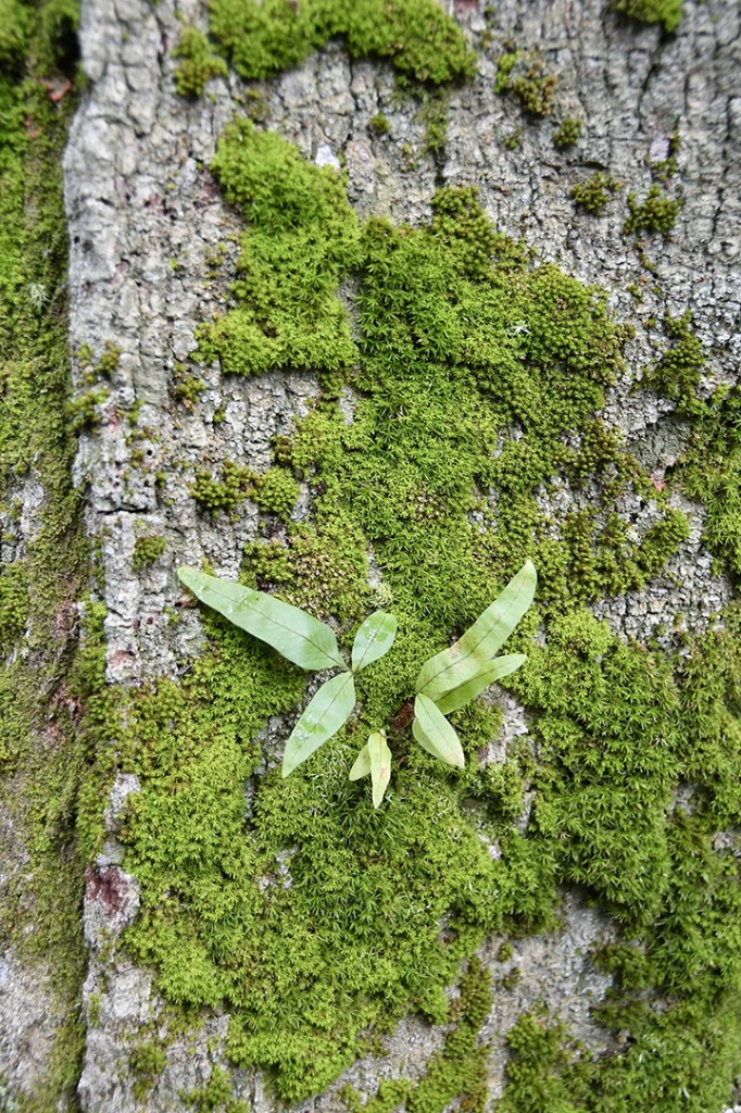 20200915_parque estadual mata do pau ferro © roberto guedes (4).JPG
