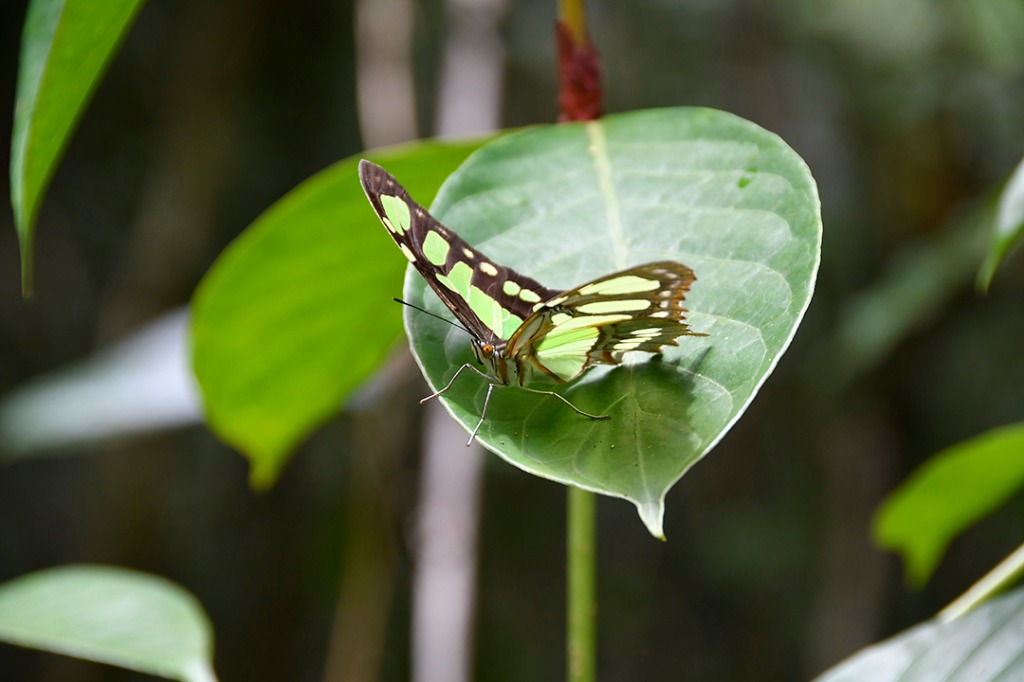 20200915_parque estadual mata do pau ferro © roberto guedes (45).JPG