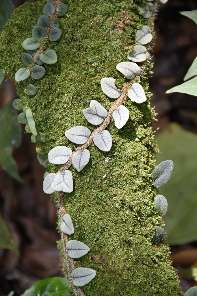 20200915_parque estadual mata do pau ferro © roberto guedes (51).JPG
