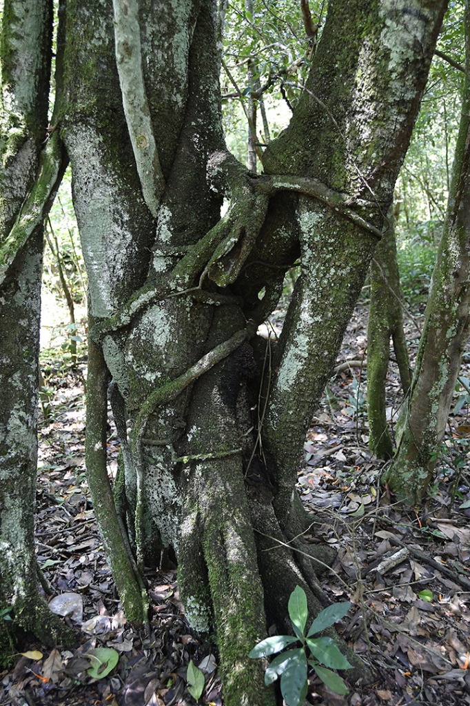 20200915_parque estadual mata do pau ferro © roberto guedes (52).JPG