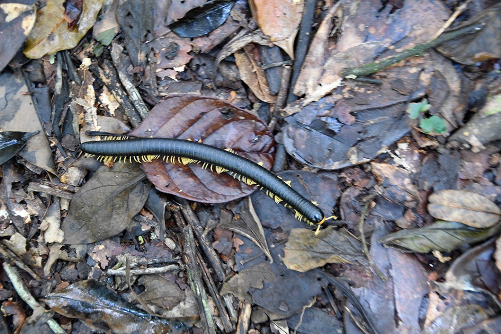 20200915_parque estadual mata do pau ferro © roberto guedes (54).JPG