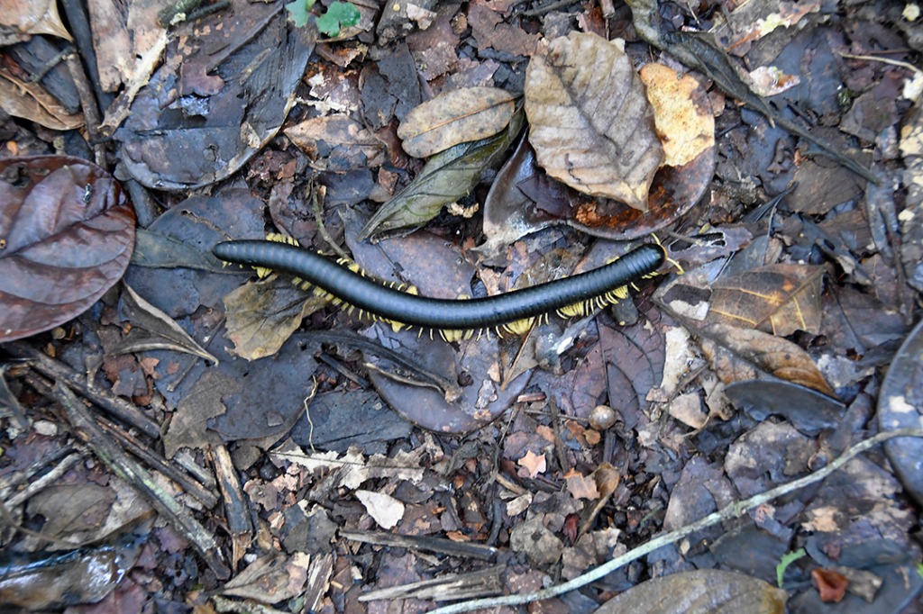 20200915_parque estadual mata do pau ferro © roberto guedes (55).JPG