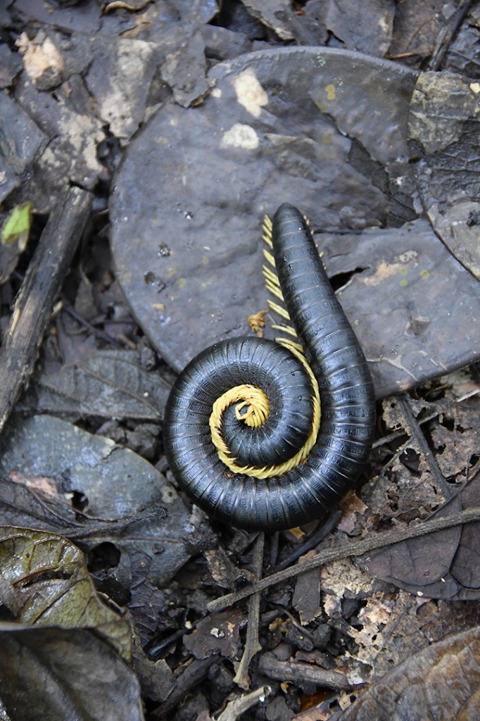 20200915_parque estadual mata do pau ferro © roberto guedes (56).JPG