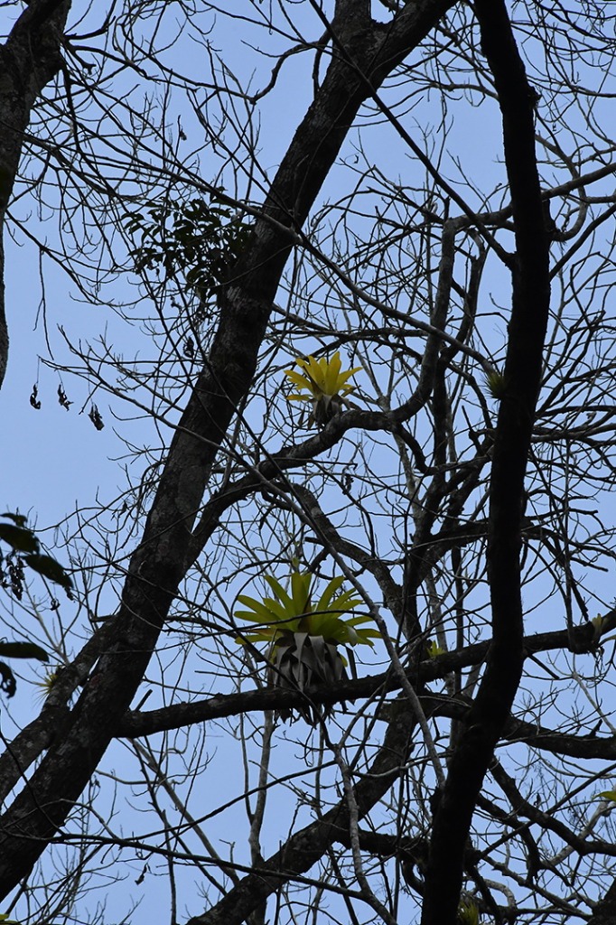 20200915_parque estadual mata do pau ferro © roberto guedes (59).JPG