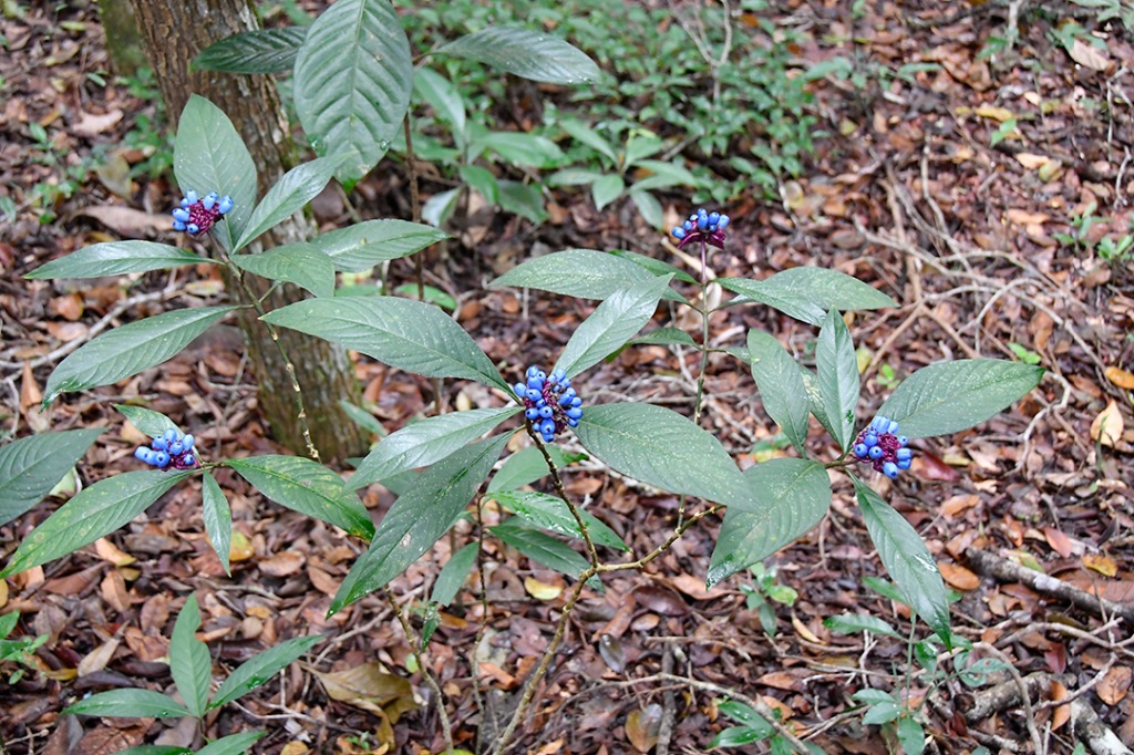 20200915_parque estadual mata do pau ferro © roberto guedes (61).JPG