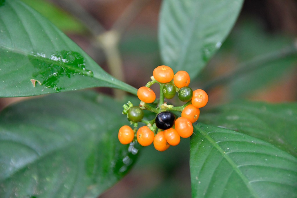 20200915_parque estadual mata do pau ferro © roberto guedes (62).JPG