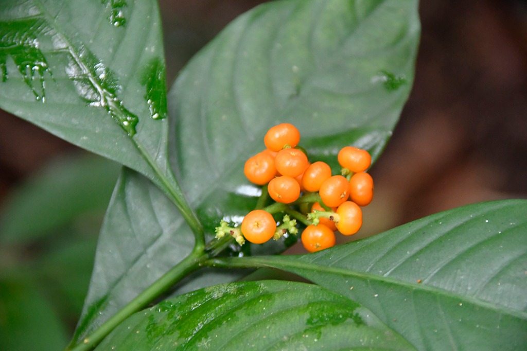 20200915_parque estadual mata do pau ferro © roberto guedes (63).JPG