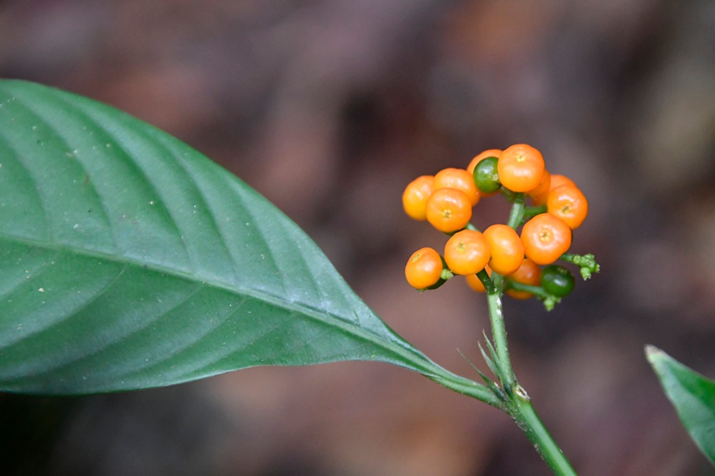 20200915_parque estadual mata do pau ferro © roberto guedes (64).JPG