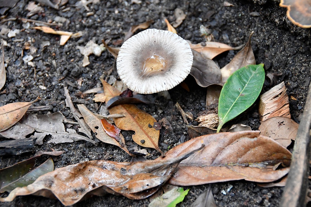 20200915_parque estadual mata do pau ferro © roberto guedes (65).JPG