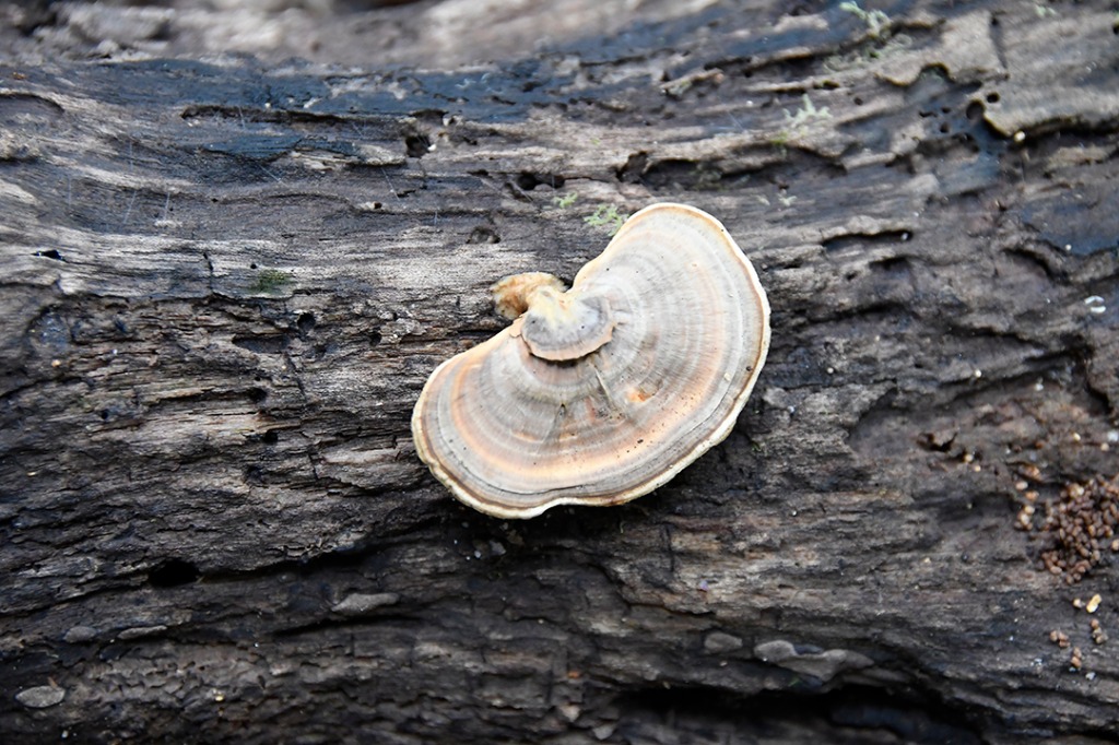 20200915_parque estadual mata do pau ferro © roberto guedes (66).JPG