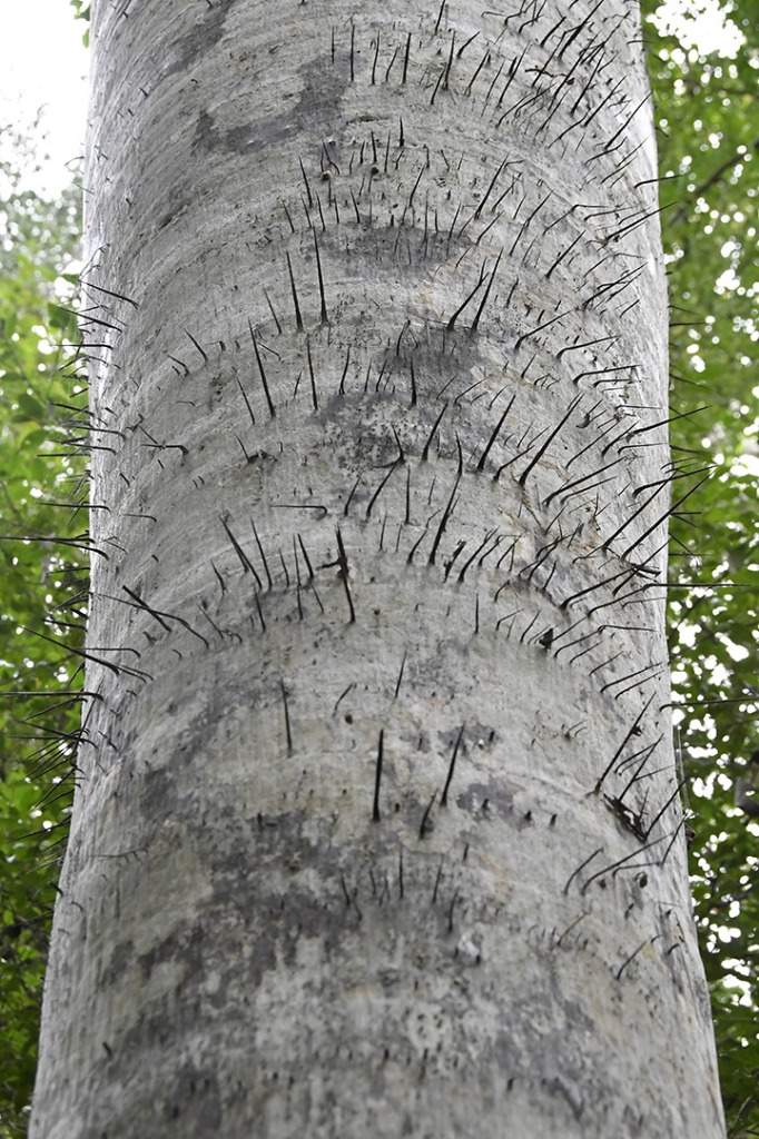 20200915_parque estadual mata do pau ferro © roberto guedes (67).JPG