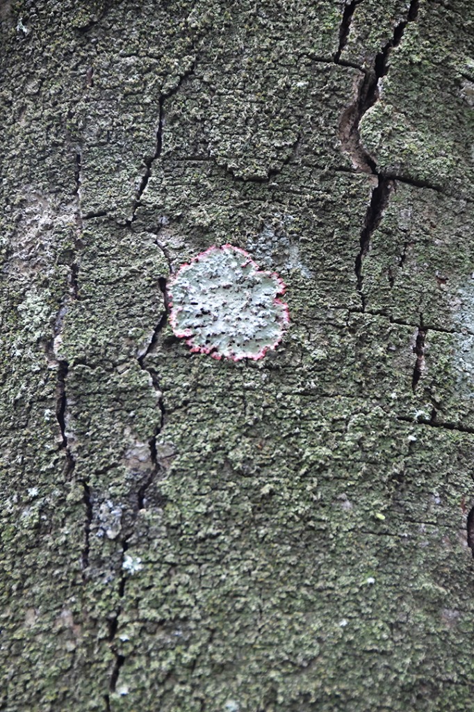 20200915_parque estadual mata do pau ferro © roberto guedes (68).JPG
