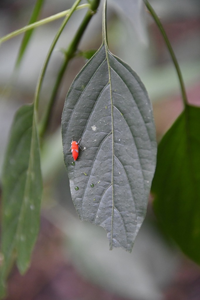 20200915_parque estadual mata do pau ferro © roberto guedes (69).JPG