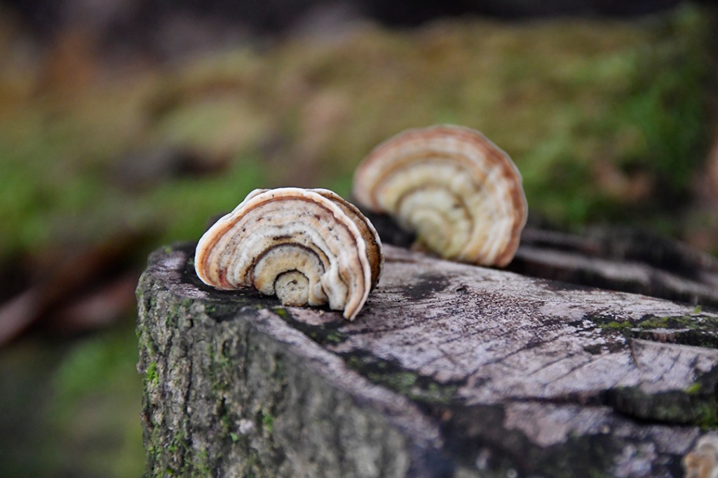 20200915_parque estadual mata do pau ferro © roberto guedes (71).JPG