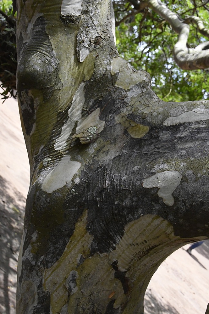 20200915_parque estadual mata do pau ferro © roberto guedes (74).JPG