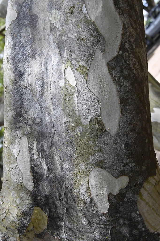 20200915_parque estadual mata do pau ferro © roberto guedes (75).JPG