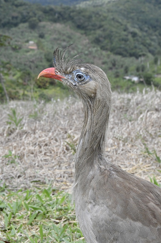 20200915_parque estadual mata do pau ferro © roberto guedes (78).JPG