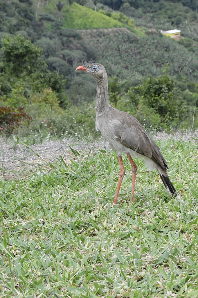 20200915_parque estadual mata do pau ferro © roberto guedes (81).JPG