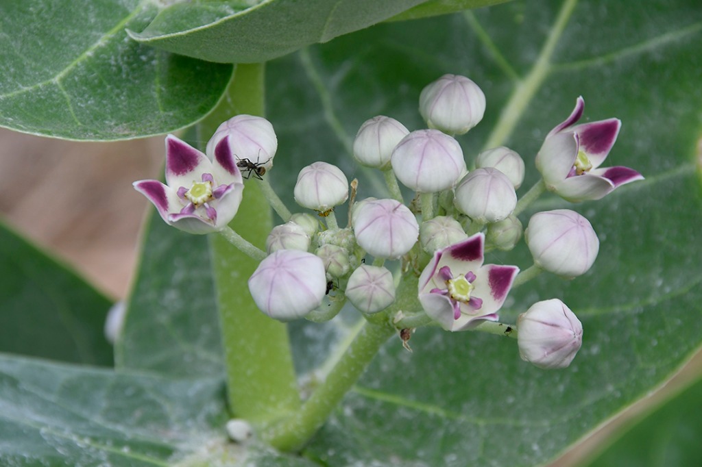 20200915_parque estadual pedra da boca © roberto guedes (105).JPG