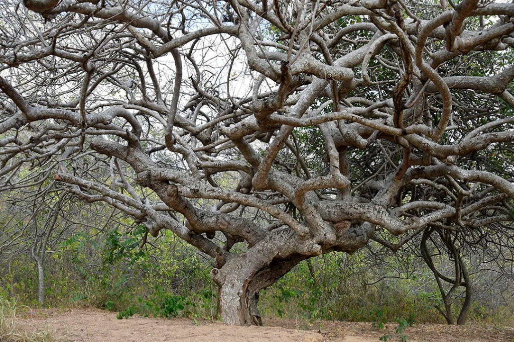 20200915_parque estadual pedra da boca © roberto guedes (291).JPG