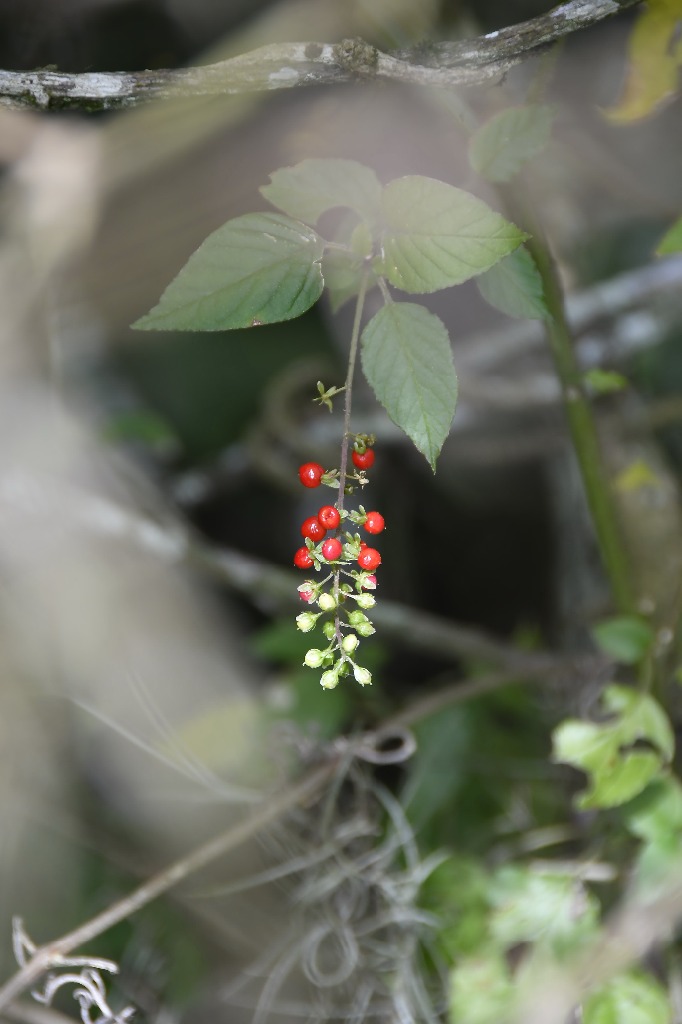 001_20200716_pico do jabre_natureza  ©roberto guedes (8).JPG