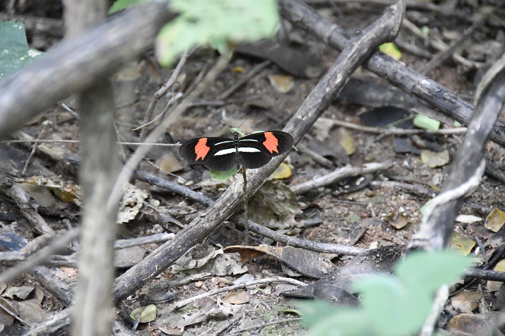 20200716_pico do jabre_natureza  ©roberto guedes (16).JPG