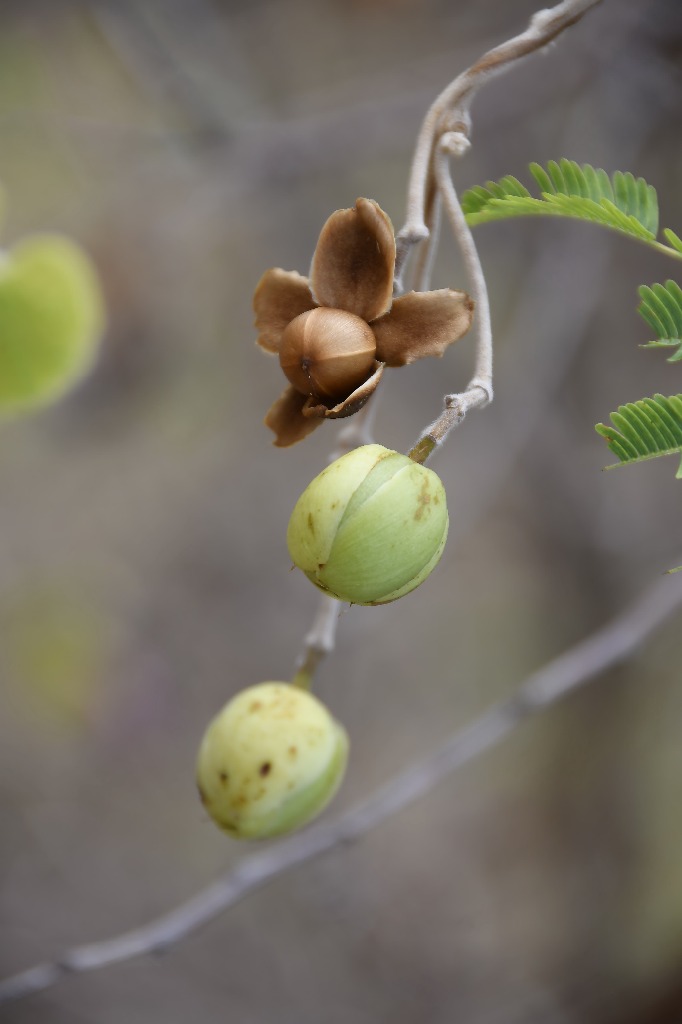 20200716_pico do jabre_natureza  ©roberto guedes (19).JPG