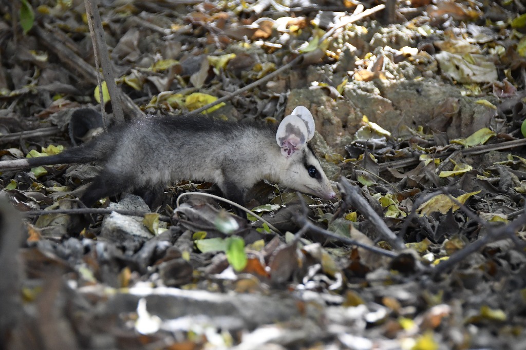 20200716_pico do jabre_natureza  ©roberto guedes (2).JPG