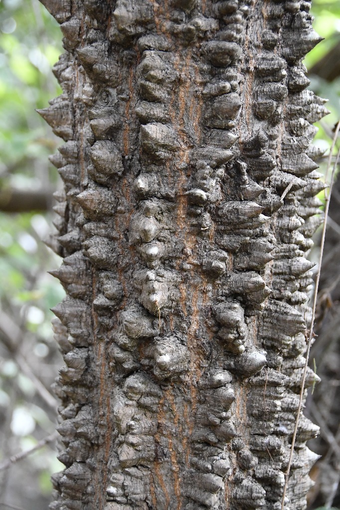 20200716_pico do jabre_natureza  ©roberto guedes (20).JPG