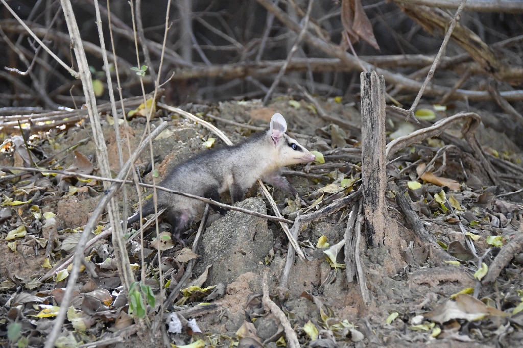 20200716_pico do jabre_natureza  ©roberto guedes (3).JPG