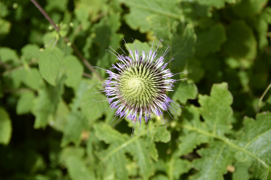 20200716_pico do jabre_natureza  ©roberto guedes (4).JPG