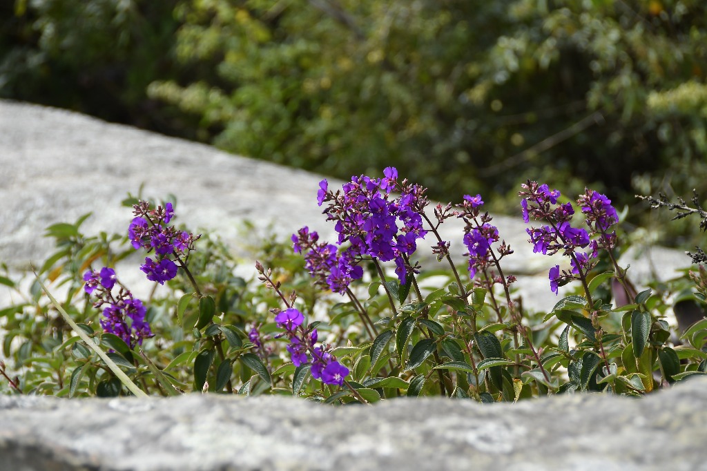 20200716_pico do jabre_natureza  ©roberto guedes (6).JPG