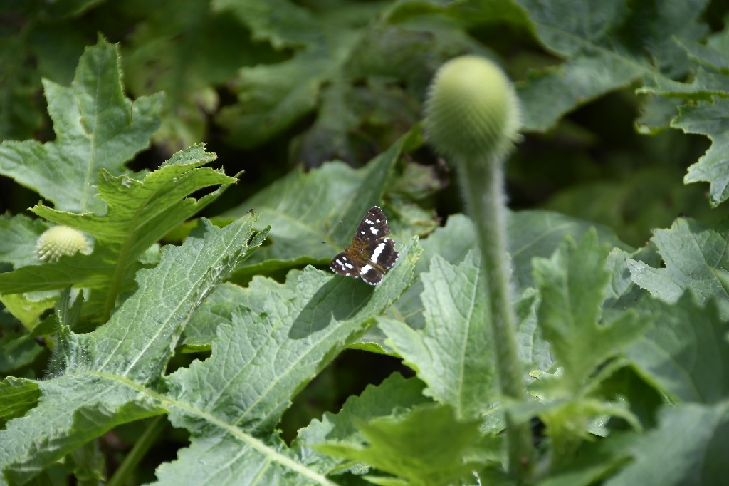 20200716_pico do jabre_natureza  ©roberto guedes (9).JPG