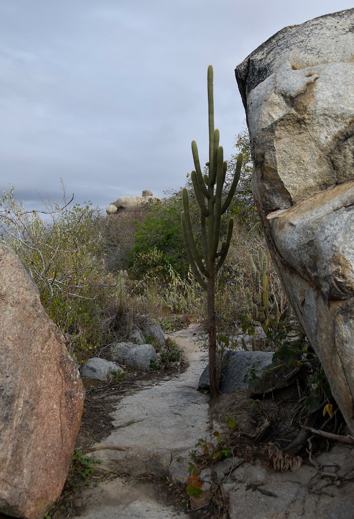 2020.07.19_apa do cariri_sacas de lã © roberto guedes (23) - Copia.JPG