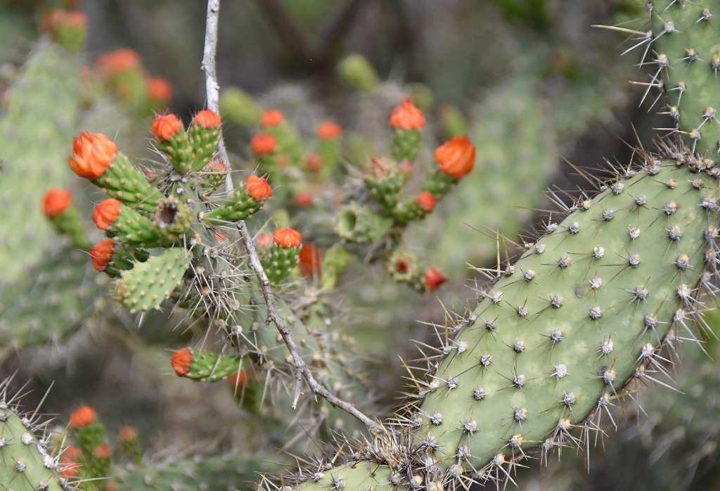 2020.07.19_apa do cariri_sacas de lã_natureza © roberto guedes (63).JPG