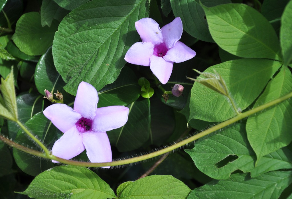 2020.07.27_ monumento natural vale dos dinossauros_natureza © roberto guedes (32).JPG