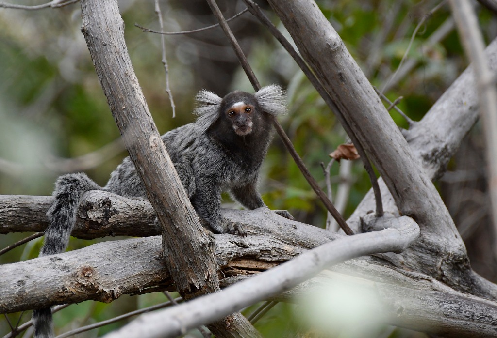 2020.07.27_ monumento natural vale dos dinossauros_natureza © roberto guedes (36).JPG