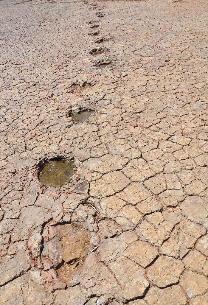2020.07.27_ monumento natural vale dos dinossauros_pegadas © roberto guedes (28).JPG