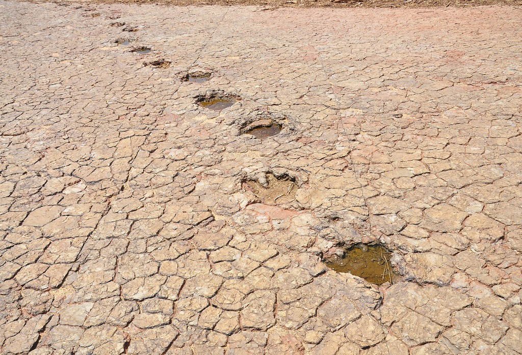 2020.07.27_ monumento natural vale dos dinossauros_pegadas © roberto guedes (29).JPG