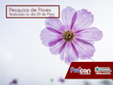 Pesquisa de Flores - 09 de Maio de 2017
