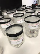 Armadilha para mosquito da dengue feita em garrafa pet.